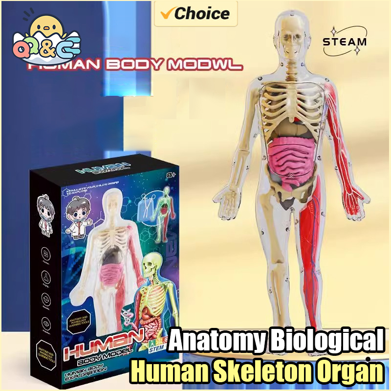 Musical Instruments Game - Human Skeleton Organ Anatomy Biological Teaching