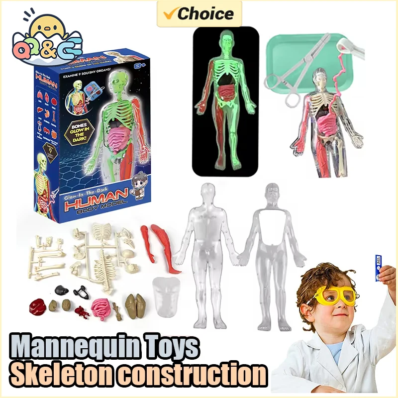 Human Skeleton Organ Anatomy B - Musical Instruments Game のレビューと価格