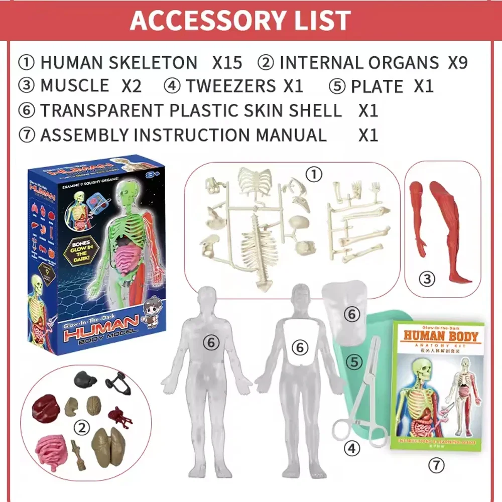Human Skeleton Organ Anatomy B - Musical Instruments Game のレビューと価格